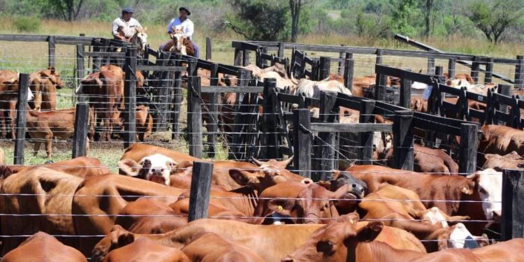 Avance genético que impulsa la ganadería misionera en la fiesta  de Montecarlo