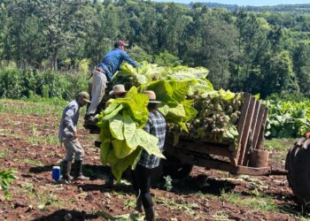 Tabaco, la producción  de un buen presente