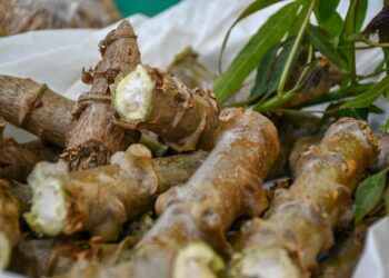 Proyecto trinacional Raíces inicia acciones en las provincias de Misiones y Jujuy