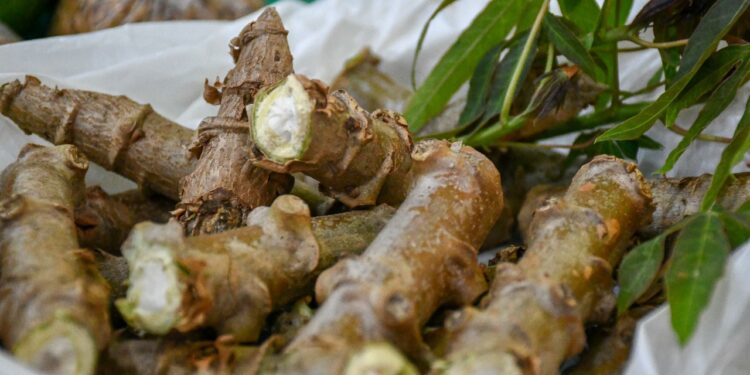 Proyecto trinacional Raíces inicia acciones en las provincias de Misiones y Jujuy