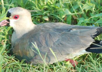 Ciencia ciudadana: la plataforma ArgentiNat supera los dos millones de registros de naturaleza en Argentina