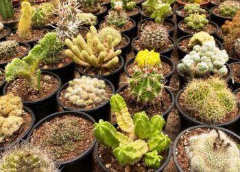 El potencial de la floricultura en Misiones