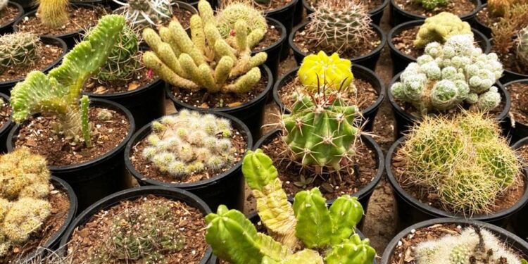 El potencial de la floricultura en Misiones