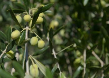 Incorporan al Código Alimentario Argentino nuevos ingredientes aptos para uso alimentario