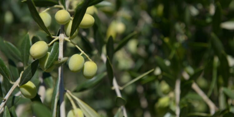 Incorporan al Código Alimentario Argentino nuevos ingredientes aptos para uso alimentario