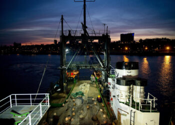 Notable aumento de la actividad pesquera