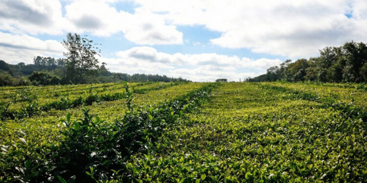 Nuevo precio del té y garantizan previsibilidad para la cadena productiva
