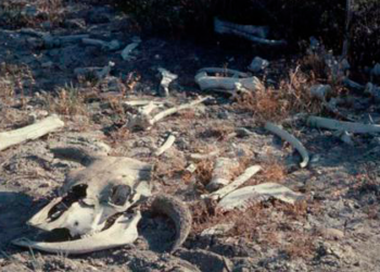 ¿Qué hacer con los cadáveres en un establecimiento ganadero?