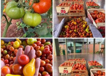 El Mercado Concentrador de Posadas extiende sus horarios