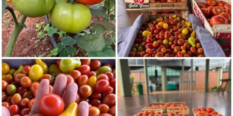 El Mercado Concentrador de Posadas extiende sus horarios