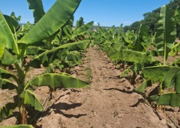 Biofábrica y los excelentes resultados del banano Cavendish  en Salta