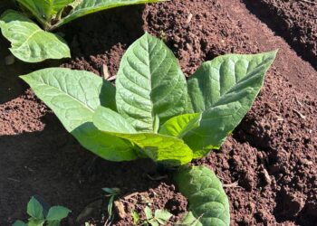 Tabaco: cuando la voluntad no alcanza y una deuda millonaria