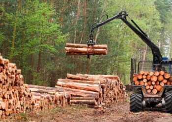 «El futuro de Corrientes es 100% forestal”