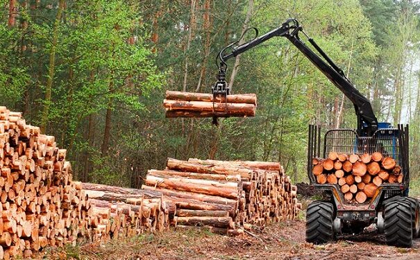 «El futuro de Corrientes es 100% forestal”