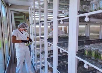 Biofábrica misiones instalará un PHYTOLAB para producir kiwi 