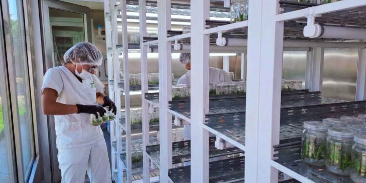 Biofábrica misiones instalará un PHYTOLAB para producir kiwi 