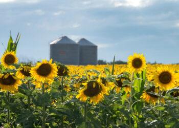Menos impuestos a las exportaciones para el campo