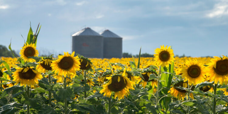 Menos impuestos a las exportaciones para el campo