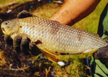 La boga, una especie viable para el desarrollo acuícola nacional