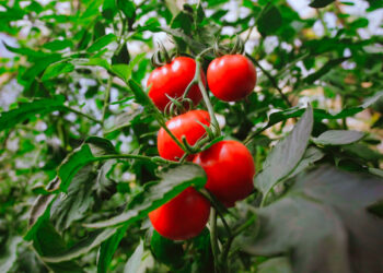 Hortalizas, frutas y medicinales para seguir ampliando la matriz productiva de Misiones