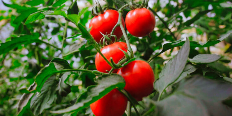 Hortalizas, frutas y medicinales para seguir ampliando la matriz productiva de Misiones