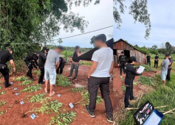 Puerto Leoni: “Narcochacra” secuestran casi 50  plantas de marihuana