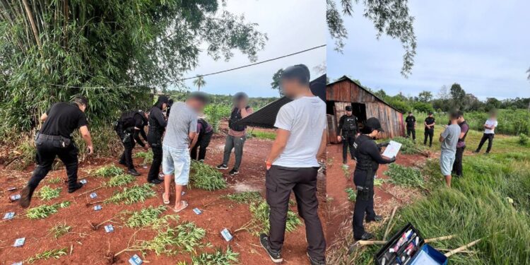 Puerto Leoni: “Narcochacra” secuestran casi 50  plantas de marihuana