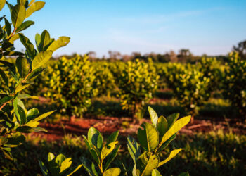 Misiones impulsa la restauración de los agro ecosistemas yerbateros 