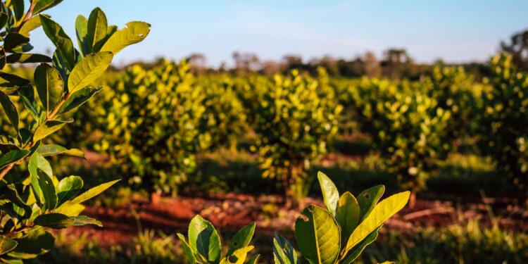 Misiones impulsa la restauración de los agro ecosistemas yerbateros 
