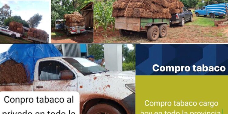 Los que se «fuman» el esfuerzo de los tabacaleros