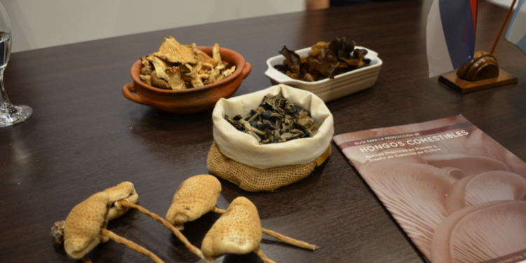 Capacitan en Hongos Misioneros