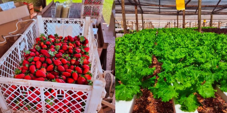 Planificación de la campaña hortícola 2026