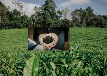 Indicación geográfica “TÉ ARGENTINO”, 15 empresas reconocidas