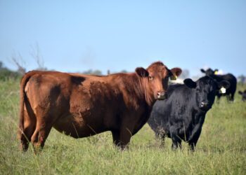 Nueva plataforma para la cadena de carnes: transparencia e información sobre la faena de los animales