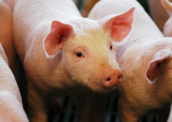 El consumo de carne porcina creció casi un diez por ciento