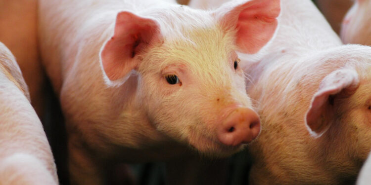 El consumo de carne porcina creció casi un diez por ciento
