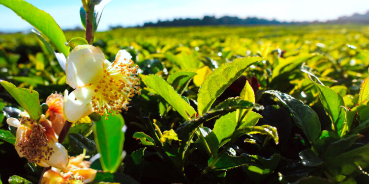 Nueva edición de las jornadas tecnológicas del té