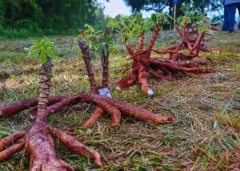 Nuevos cultivares de mandioca para el consumo y la industria