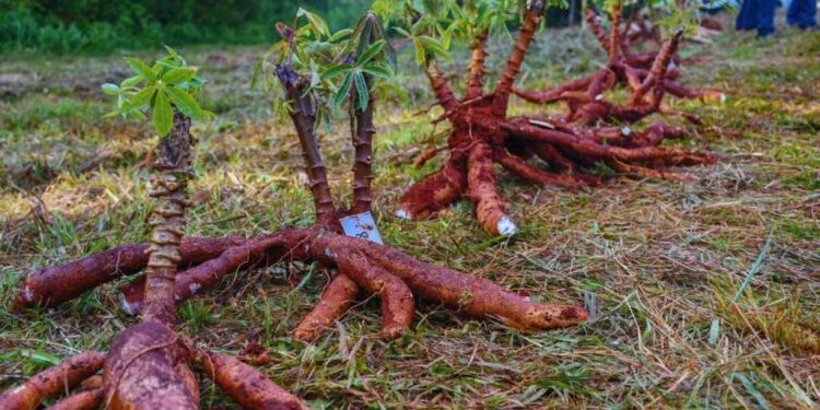 Nuevos cultivares de mandioca para el consumo y la industria