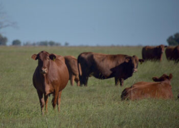 Asimismo, el primer mes del año marcó un crecimiento interanual del 18% en valor y del 17% en volumen.