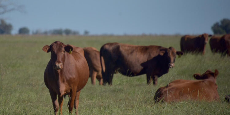 Asimismo, el primer mes del año marcó un crecimiento interanual del 18% en valor y del 17% en volumen.