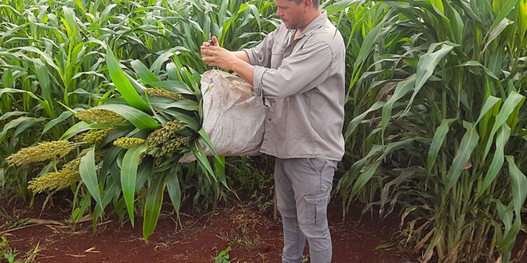 Sorgo como alternativa forrajera