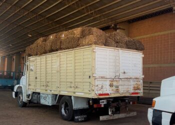 Zafra tabacalera: más de cuatro millones de kilos acopiados