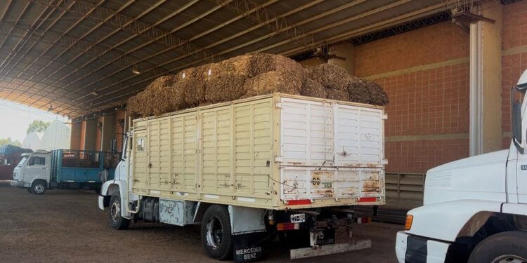 Zafra tabacalera: más de cuatro millones de kilos acopiados