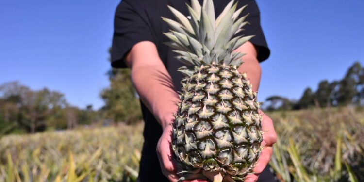 Ananá: el mulching plástico impulsa la innovación y expansión del cultivo