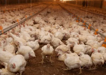 Endurecen controles: Uruguay declaró emergencia sanitaria por gripe aviar