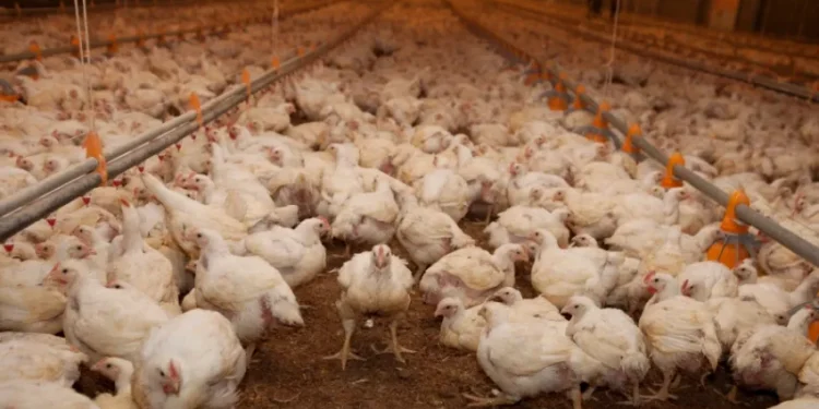 Endurecen controles: Uruguay declaró emergencia sanitaria por gripe aviar