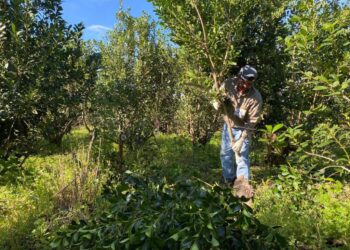 Yerba mate: la desregulación como política y el retorno a un desequilibrio conocido