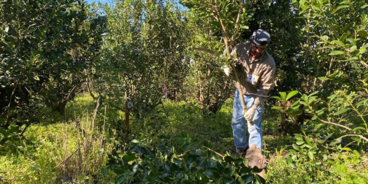 Yerba mate: la desregulación como política y el retorno a un desequilibrio conocido