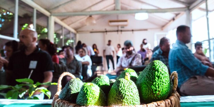 Palta: capacitan en producción de plantines injertados